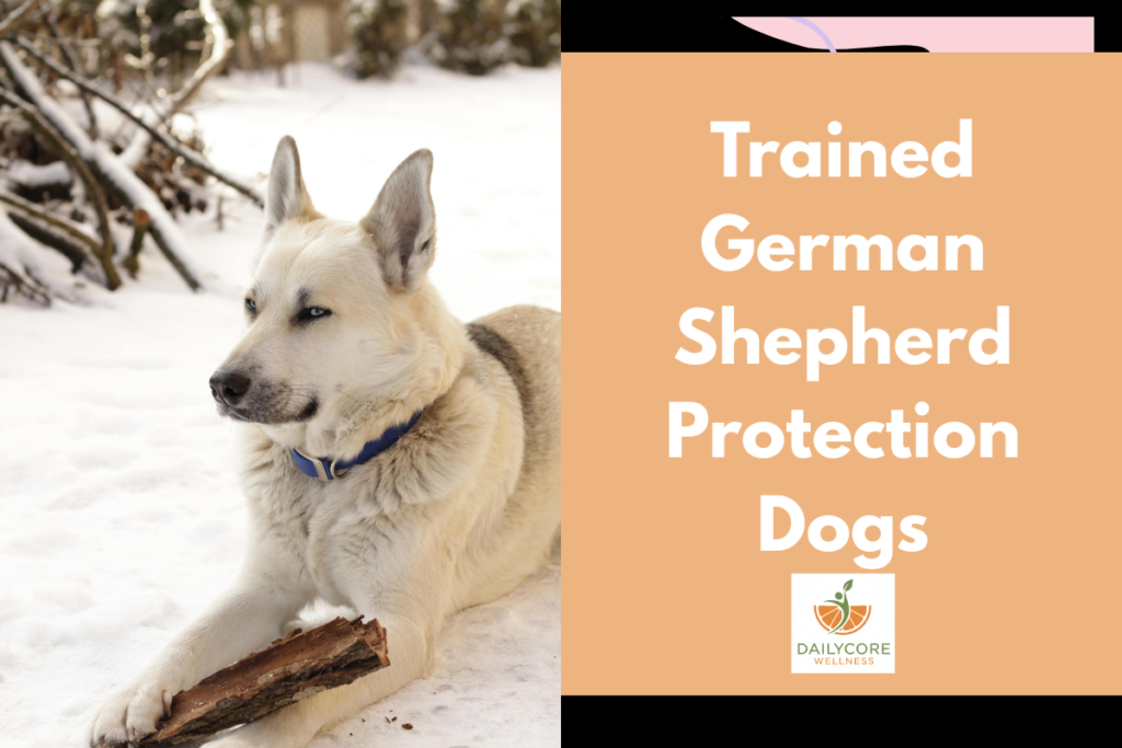 Trained German Shepherd Protection Dogs