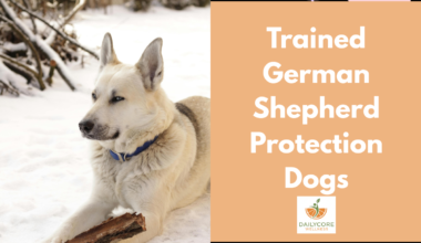 Trained German Shepherd Protection Dogs