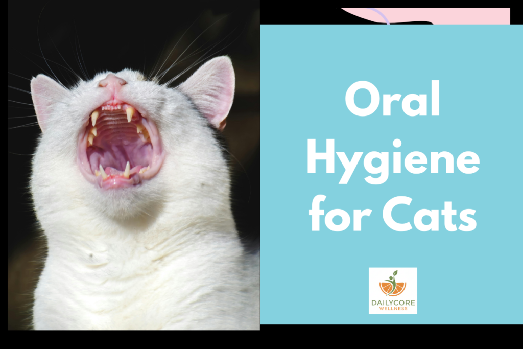 on Oral Hygiene for Cats