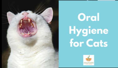 on Oral Hygiene for Cats
