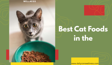 Best Cat Foods in the