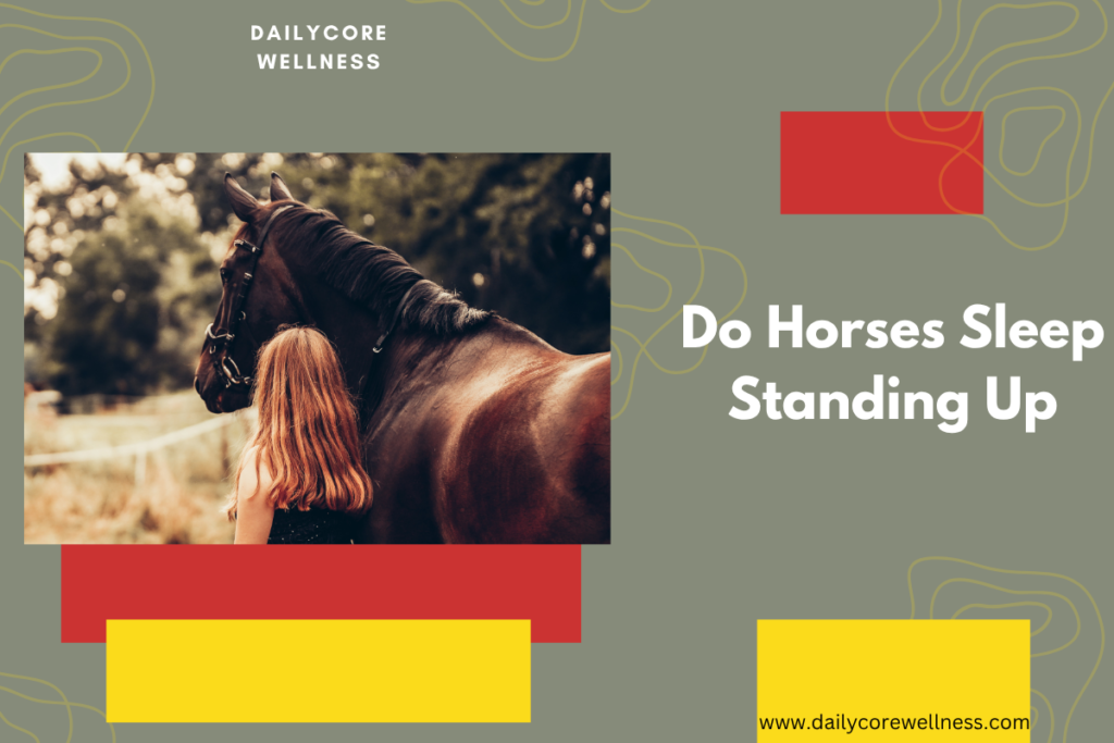 Do Horses Sleep Standing Up