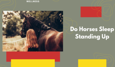 Do Horses Sleep Standing Up